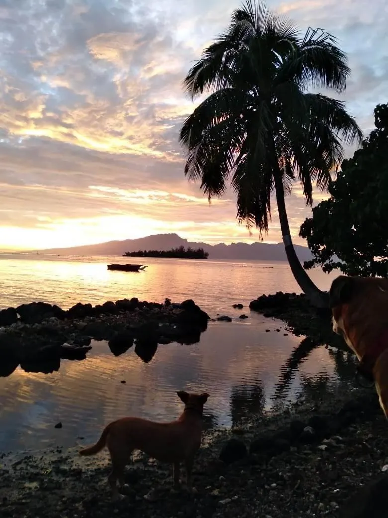 Bungalow Les Pieds Ds L Eau, La Maison Bleue Moorea 0*,  Polinesia Francese