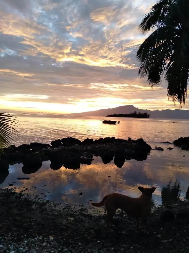 Bungalow Les Pieds Ds L Eau, La Maison Bleue Moorea Alloggio in famiglia