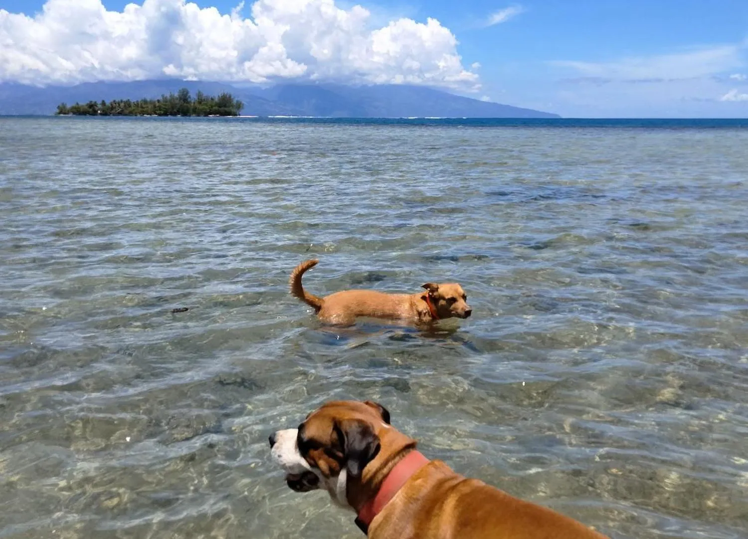 Bungalow Les Pieds Ds L Eau, La Maison Bleue Moorea Alloggio in famiglia